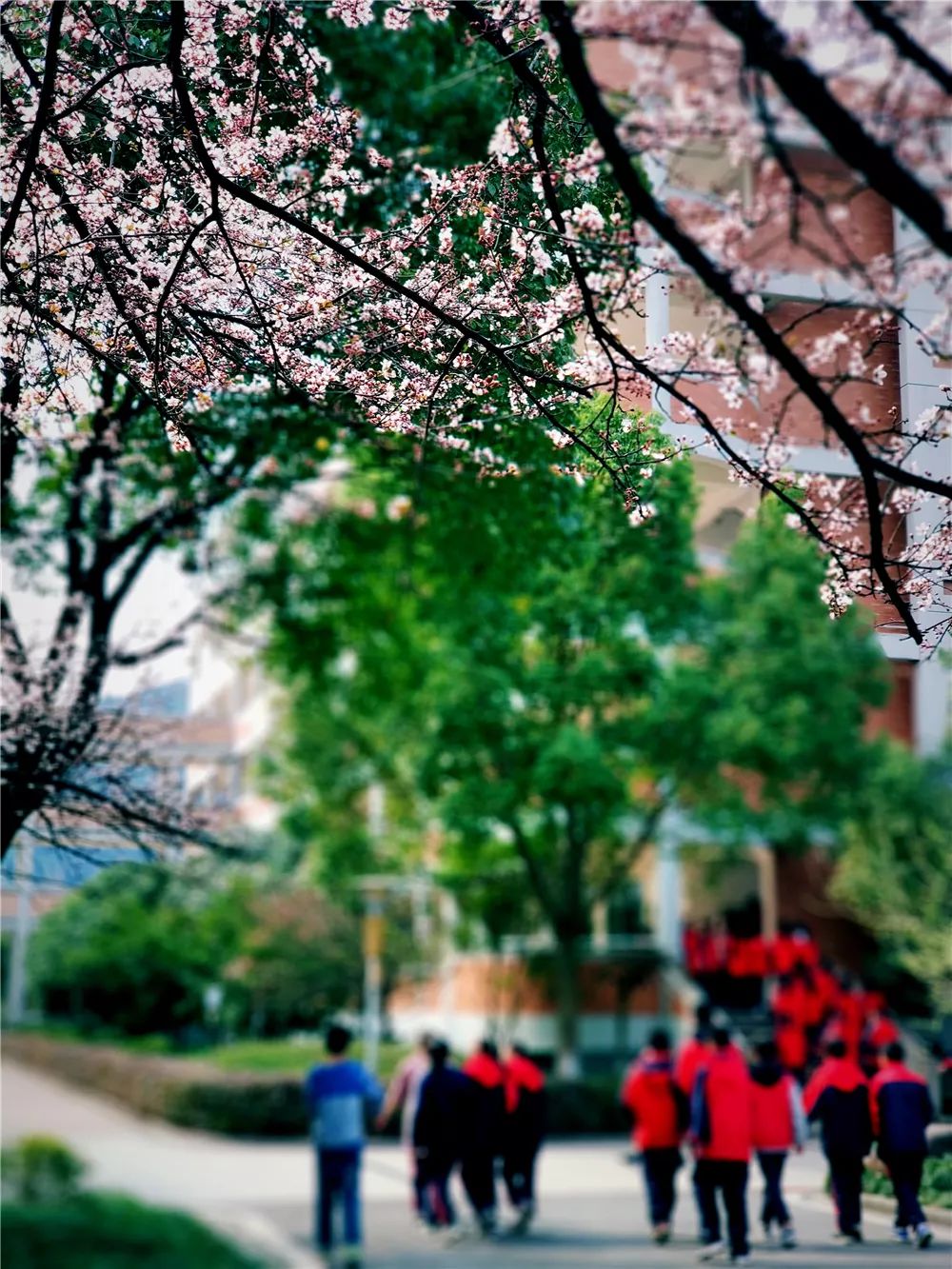 校園風(fēng)采新照，展現(xiàn)青春風(fēng)采的照片集錦