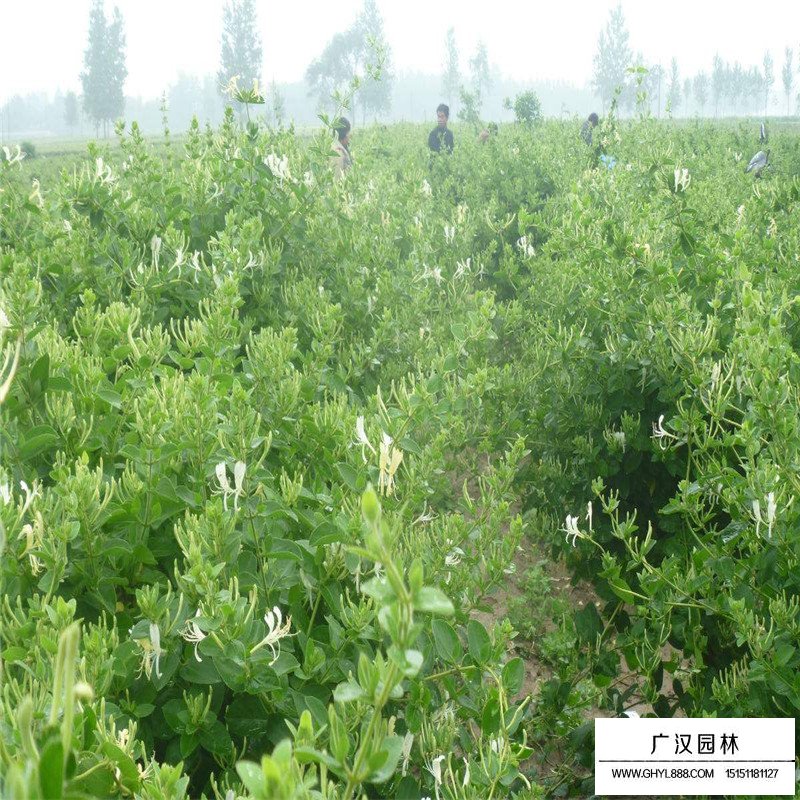 金銀花最新行情與機(jī)遇，價(jià)格變動(dòng)中的自信與成就感之源