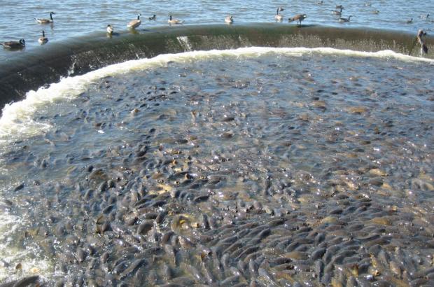 美國鯉魚成災背后秘密揭秘，鯉魚泛濫與小巷獨特小店的故事