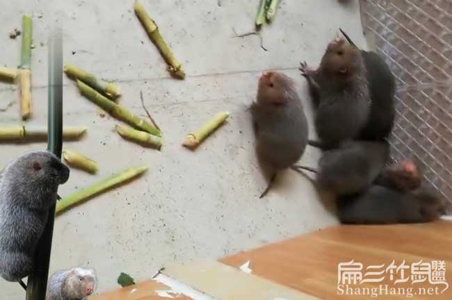 最新竹鼠科技產品革新生活體驗